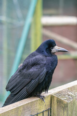 The rook on the fence