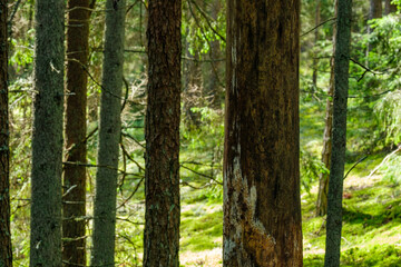 abstract tree trunk wall near open field