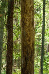 Fototapeta premium abstract tree trunk wall near open field