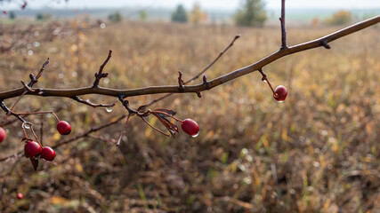 Branches with red hawthorn fruit covered with dew drops.