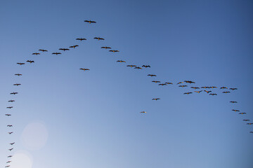 pájaros volando