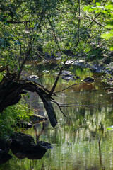 old fallen tree trunk stomp in wild forest