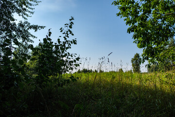 summer countryside fields and forests with blu sky above