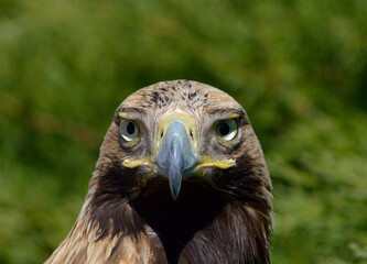 beautiful eagle close up