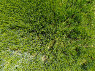 Aerial view of an agricultural field with grain planted in spring in Bavaria