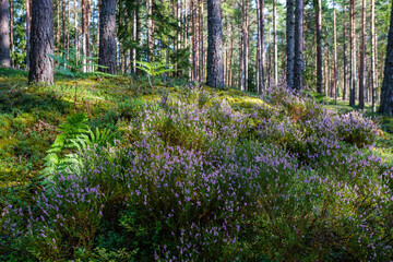 heather blooming in summer forest