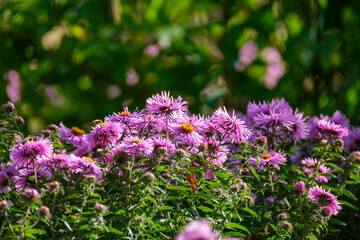 purple summer flowers blooming in the garden
