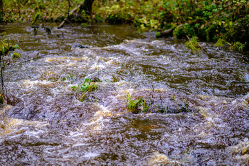 calm forest smal lriver with small waterfall from natural rocks