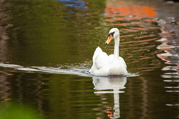 Close-up white swan swims beautifully along the calm surface of the lake. Natural photography with wild birds. Beauty in nature. Warm spring day