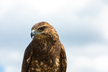 Fototapeta premium Portrait of a large bird of prey buzzard against the sky. Place for the inscription, copyspace