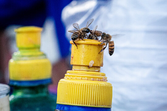 abejas en el bote de miel