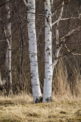 spring trees with no leaves in misty day