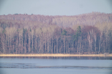 spring trees with no leaves in misty day