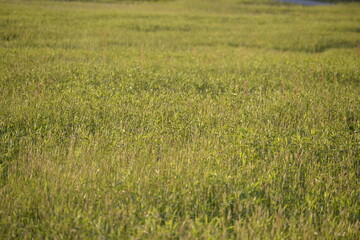 meadows in a nature reserve