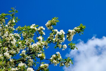 apple blossom