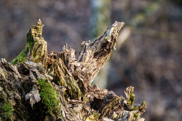 old fallen tree trunk stomp in wild forest