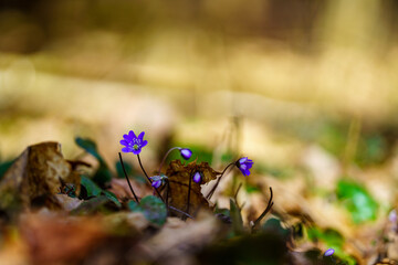 late spring forest details with fallen tree trunks and branches