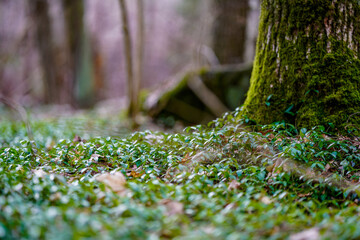late spring forest details with fallen tree trunks and branches