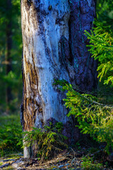 late spring forest details with fallen tree trunks and branches