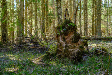 old fallen tree trunk stomp in wild forest