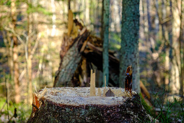 old fallen tree trunk stomp in wild forest