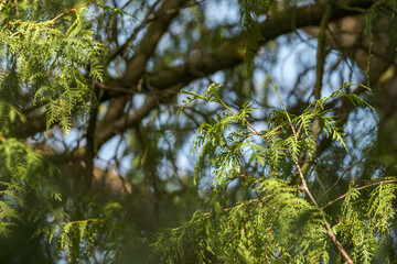 Fototapeta premium abstract tree branches against blue sky with blur background