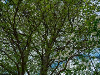 abstract tree branches against blue sky with blur background