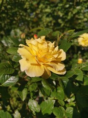 China rose in full glory in spring