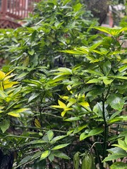 green leaves background