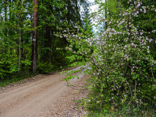 Fototapeta na wymiar dusty gravel road in summer green fresh wet forest