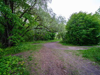 dusty gravel road in summer green fresh wet forest