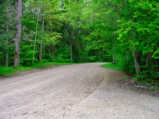 dusty gravel road in summer green fresh wet forest