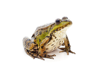 One green spotted frog.