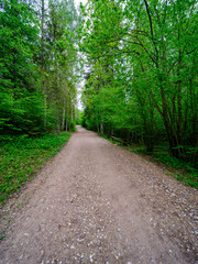 Fototapeta na wymiar dusty gravel road in summer green fresh wet forest