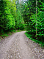 Obraz premium dusty gravel road in summer green fresh wet forest