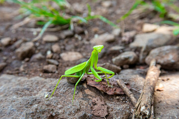 una mantis religiosa