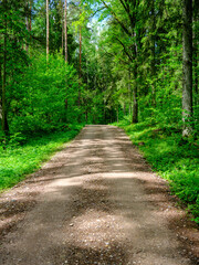 dusty gravel road in summer green fresh wet forest