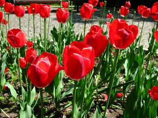Large red tulips grow in a flower bed in the park