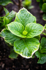 peque&ntilde;a planta en el jard&iacute;n 1