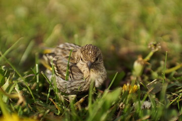 Small bird