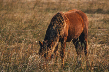 South american nature and landscapes