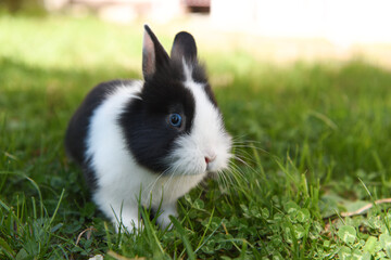 coniglietto coniglio nano occhi azzurri domestico 