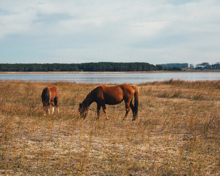 South american nature and landscapes