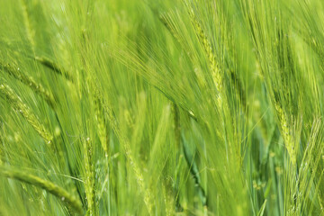 Fototapeta na wymiar Full fram closup field with young green common wheat (triticum aestivum), details of leaves and bright light of sunshine