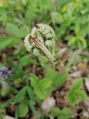 Fern bud leaf with ant, shape, heart. close up