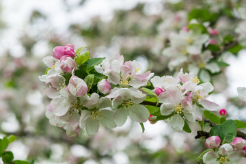 a branch of blooming apple tree
