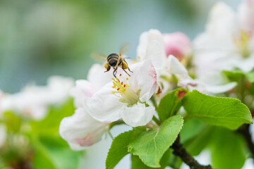 a bee flying over an apple tree blossom