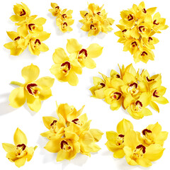 Set of yellow cymbidium flowers isolated on white background