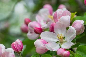 a close up of blooming apple tree