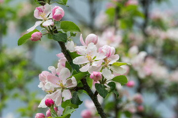 a branch of blooming apple tree